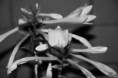 /album/photo-gallery/a17-jpg/