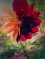 /album/photo-gallery/a27-jpg/